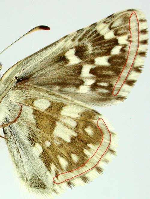 Pyrgus carthami Pyrgus carthami